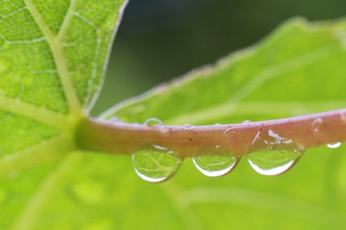 vine drip drops of rain mirroring