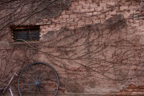 vine plant window