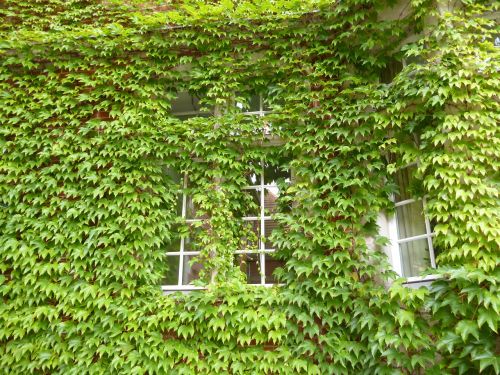 vine window home