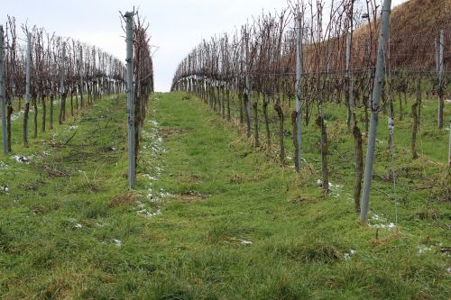 vine vineyard winegrowing