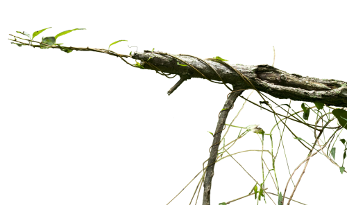 vine cutout branch