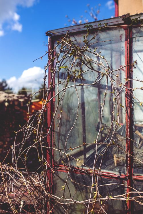 vine greenhouse leaves