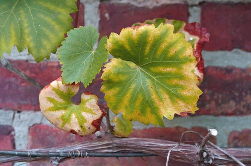 vine vine leaves wine