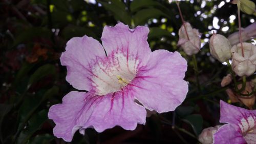 vine florida plant flower