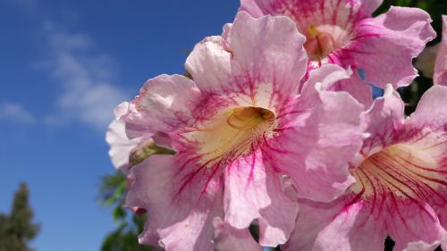 vine florida plant morocco flower