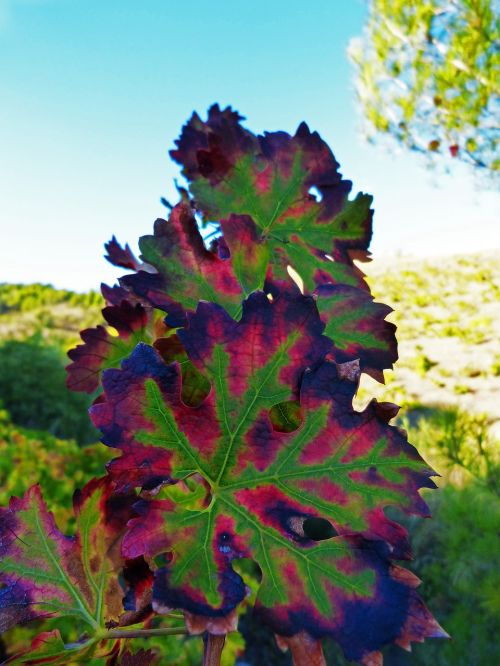 vine leaf red autumn