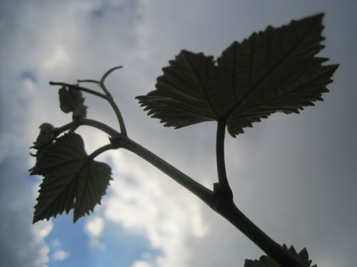 Vine Leaf Against The Sky