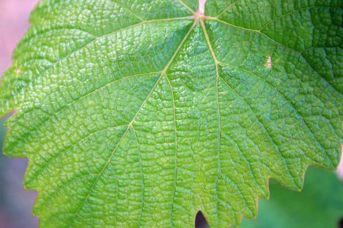 Vine Leaf Close