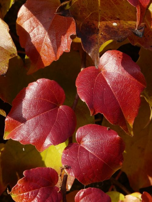 vine leaves wine partner coloring