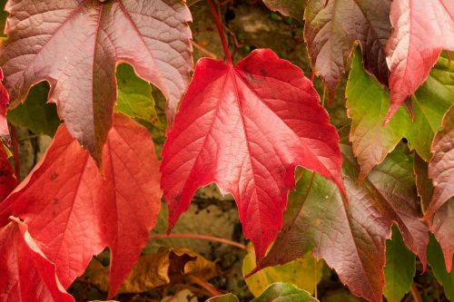 vine leaves wine partner autumn