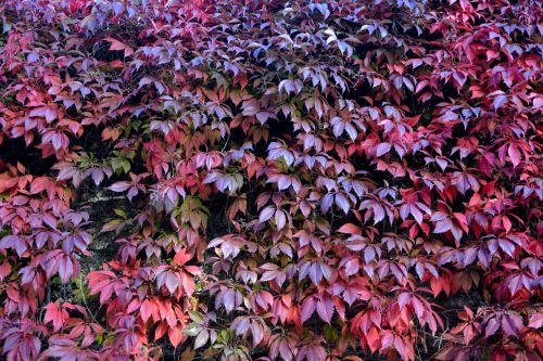 vine leaves red wall plant red leaves