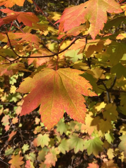 vine maple leaf autumn