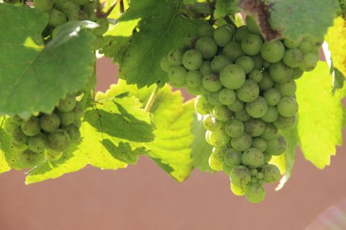 vines grapes wine