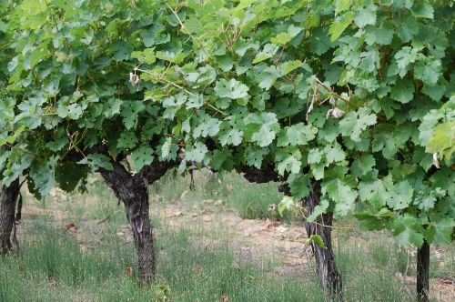 vines grapes vineyard