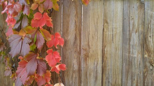 vines autumn greeting card