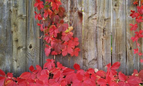 vines autumn greeting card