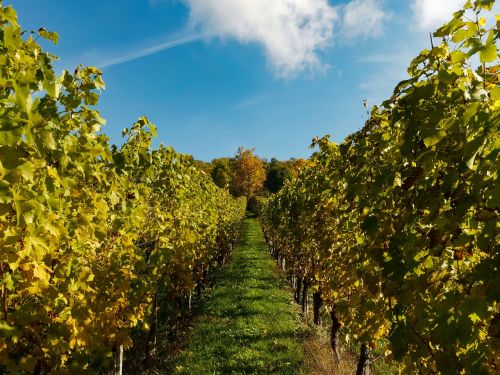 vines vineyards fall