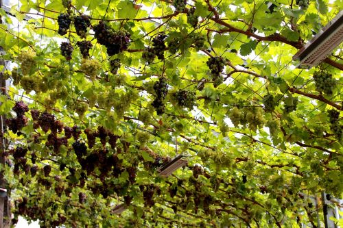 vines germany green