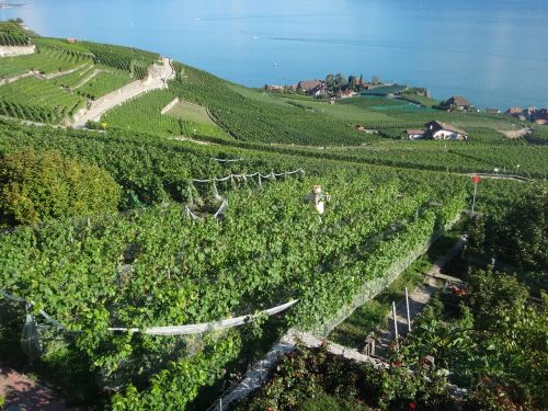 vines switzerland lake geneva