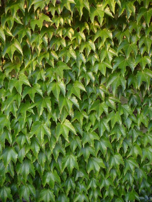 vines leafs wall