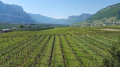 vines valley