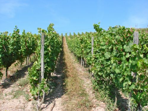 vines vineyard wine