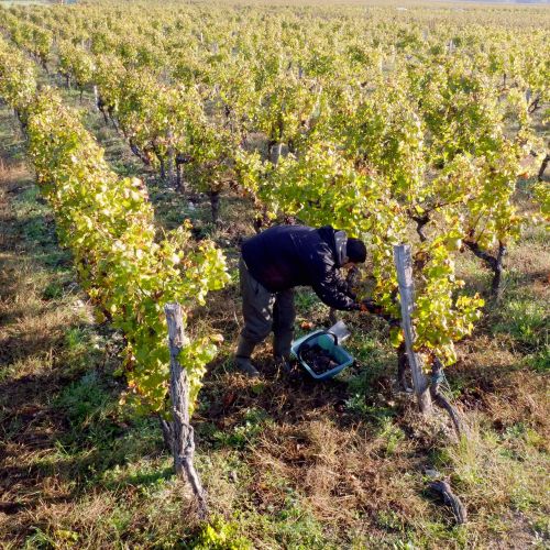 vines a grape-picker harvest