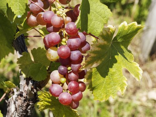 vines vineyards grapes
