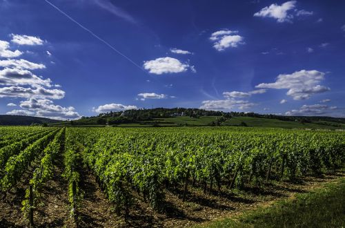 vines wine vineyard