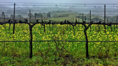 vines mustard overcast