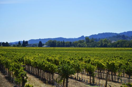 vines vineyard grapevine