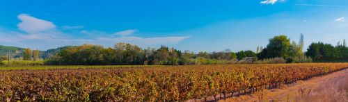 vines fall vineyard