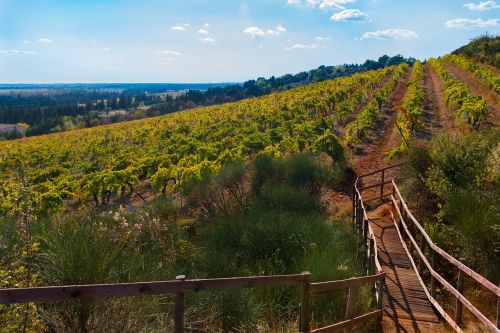 vines fall vineyard