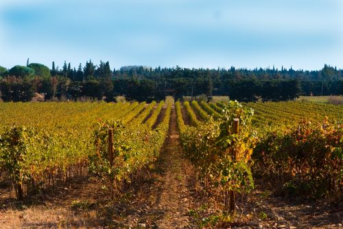vines fall vineyard