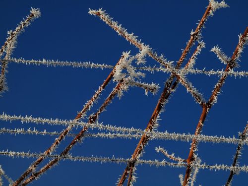 vines winter forestry