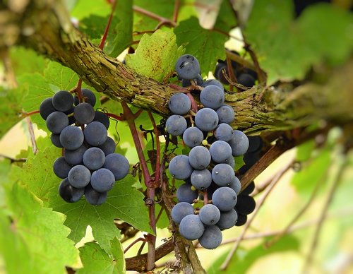 vines  grapes  fruit