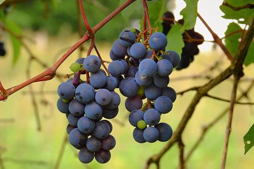 vines  fruit  grapes