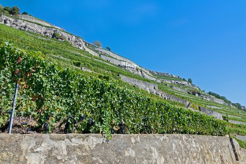 vines  vineyard  wine