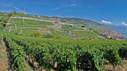 vines  vineyard  wine