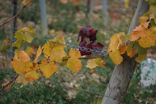 vines  autumn  wine