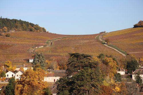 vines  fall  landscape