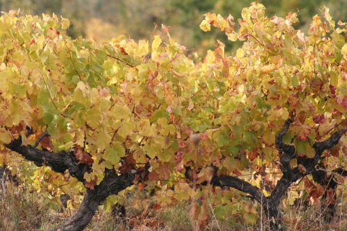 vines nature vine leaves