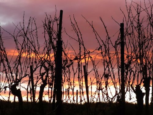 vines twilight sun