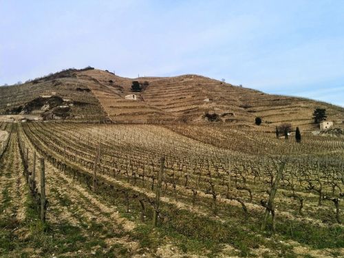vines wine agriculture