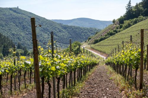 vines wine winegrowing