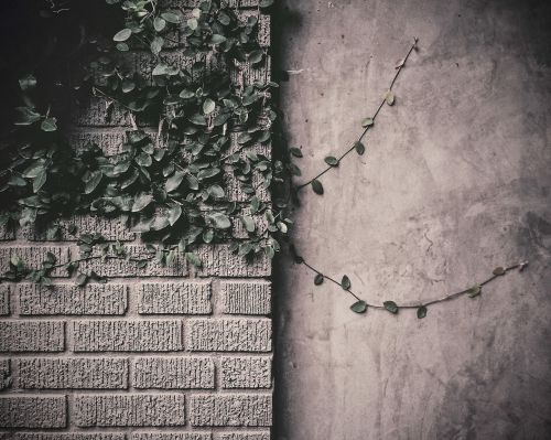 vines leaves bricks