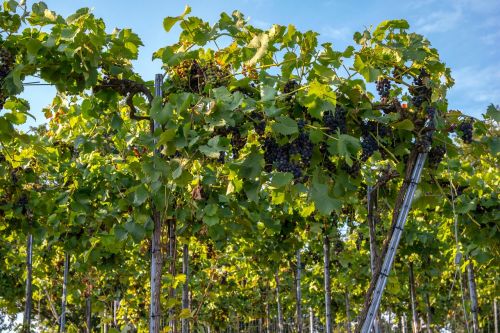 vines wine winegrowing