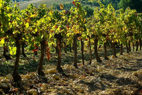 vineyard vine grape