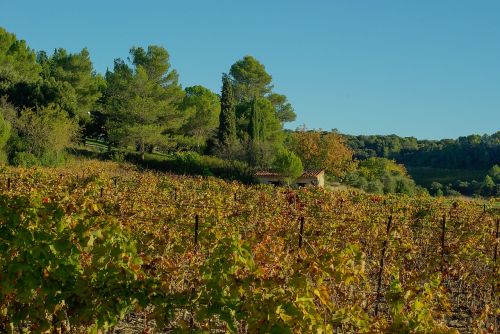 vineyard vines fall