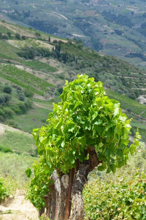 vineyard wine nature